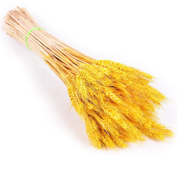 100pcs/lot real wheat ear flower natural dried flowers for wedding party decoration diy craft scrapbook home decor wheat bouquet
100pcs/lot real wheat ear flower natural dried flowers for wedding party decoration diy craft scrapbook home decor wheat bouquet
