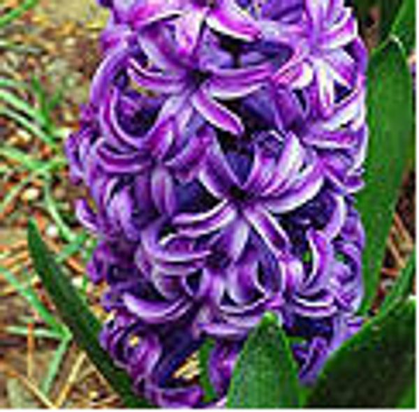 athletic & outdoor accs) snapbacks, Black;white
athletic & outdoor accs) snapbacks, Black;white