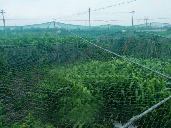 bold line garden fence mesh safety poultry farming and pets simple breeding fishing net & catching bird nets of drop shipping
bold line garden fence mesh safety poultry farming and pets simple breeding fishing net & catching bird nets of drop shipping