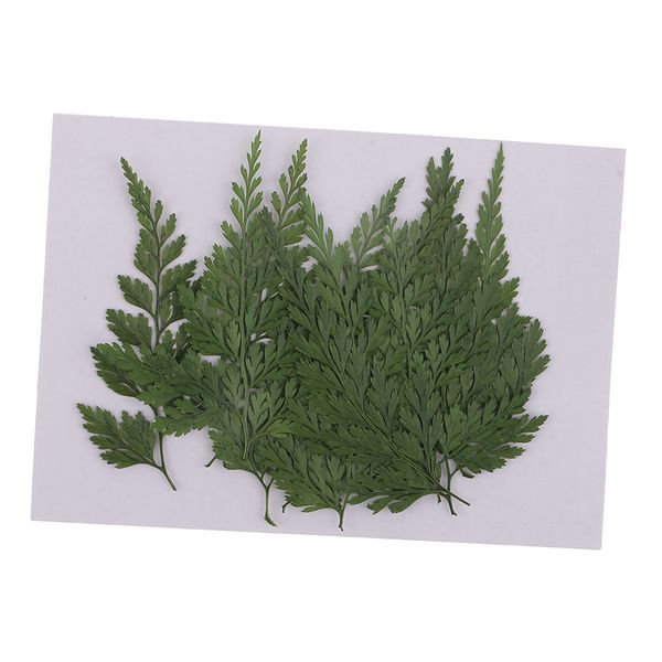 12pcs pressed dry fern leaves dried flowers diy phone case scrapbooking card 
12pcs pressed dry fern leaves dried flowers diy phone case scrapbooking card