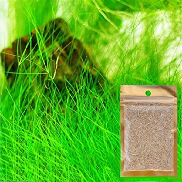 7 species water plant seeds aquatic water grass aquarium decor foreground indoor fish tank beautifying plant seeds
7 species water plant seeds aquatic water grass aquarium decor foreground indoor fish tank beautifying plant seeds