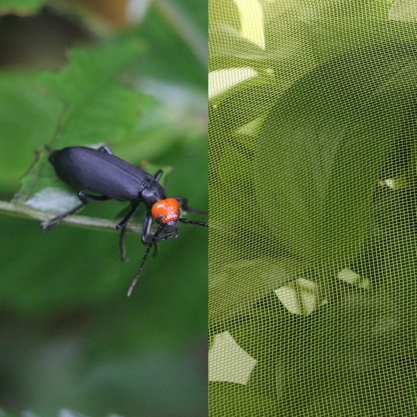 крышки растительные сетки anti-uv от насекомых bugs защита сада сетки лета растений из сетки предотвратить птиц растения mesh
крышки растительные сетки anti-uv от насекомых bugs защита сада сетки лета растений из сетки предотвратить птиц растения mesh