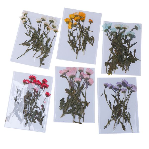 10pcs/pack real pressed flower leaves decorative dried flowers for diy phone case resin jewelry decoration scrapbooking
10pcs/pack real pressed flower leaves decorative dried flowers for diy phone case resin jewelry decoration scrapbooking