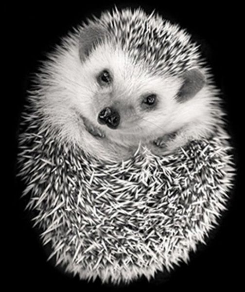Full Square/Round Drill 5D DIY Diamond Painting "Hedgehog" Embroidery Cross Stitch Mosaic Home Decor Art Experience toys Gift A0349
Full Square/Round Drill 5D DIY Diamond Painting "Hedgehog" Embroidery Cross Stitch Mosaic Home Decor Art Experience toys Gift A0349