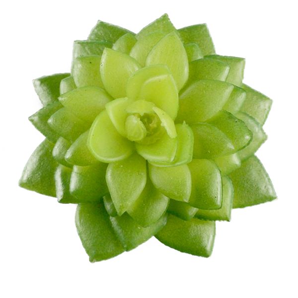 artificial succulents plastic simulated succulents plants unpotted for plants wall decoration diy materials (green) colorful
artificial succulents plastic simulated succulents plants unpotted for plants wall decoration diy materials (green) colorful
