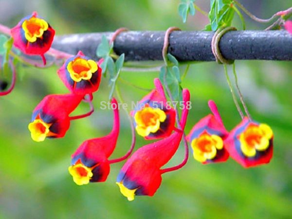 100% genuine 10pcs fresh rare tropaeolum nasturtium s easy ing flower s (15-f0023 
100% genuine 10pcs fresh rare tropaeolum nasturtium s easy ing flower s (15-f0023