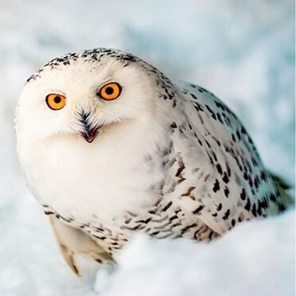 Full Square/Round Drill 5D DIY Diamond Painting "owl" Embroidery Cross Stitch Mosaic Home Decor Art Experience toys Gift A0879
Full Square/Round Drill 5D DIY Diamond Painting "owl" Embroidery Cross Stitch Mosaic Home Decor Art Experience toys Gift A0879