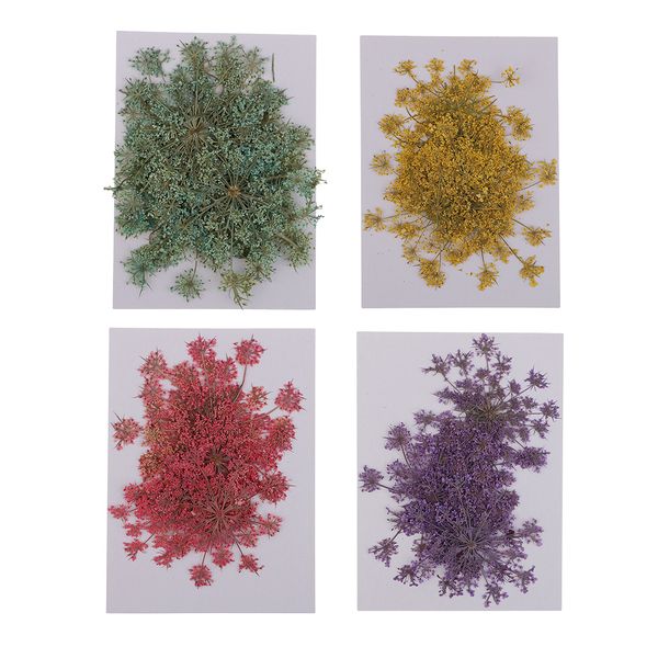 24 pieces 4 colors natural dried flower real carrot flower embellishment for jewelry making diy home ornament
24 pieces 4 colors natural dried flower real carrot flower embellishment for jewelry making diy home ornament