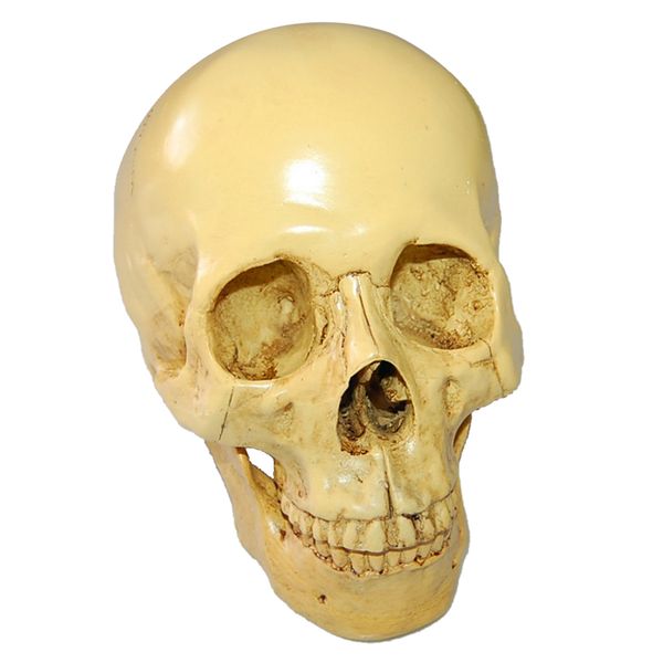 antique design resin human skull 1:1 realistic replica skeleton head model
antique design resin human skull 1:1 realistic replica skeleton head model