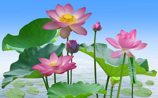 lotus tv background wall decoration painting wallpaper for walls 3 d for living room
lotus tv background wall decoration painting wallpaper for walls 3 d for living room