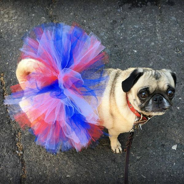 pet princess skirts soft cosplay bulldog dress for small pet mesh dog tutu skirt princess pet skirt dog costume
pet princess skirts soft cosplay bulldog dress for small pet mesh dog tutu skirt princess pet skirt dog costume