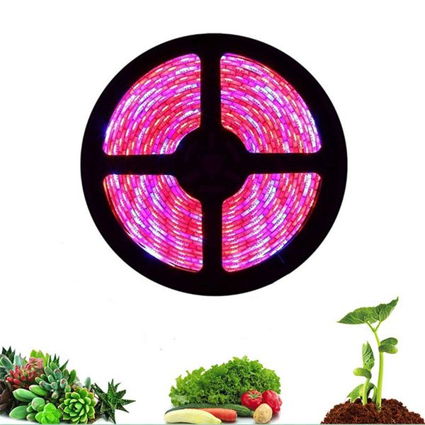 full spectrum led grow light, red and blue 3:1 greenhouse water plant grow lamp, 5m, waterproof
full spectrum led grow light, red and blue 3:1 greenhouse water plant grow lamp, 5m, waterproof
