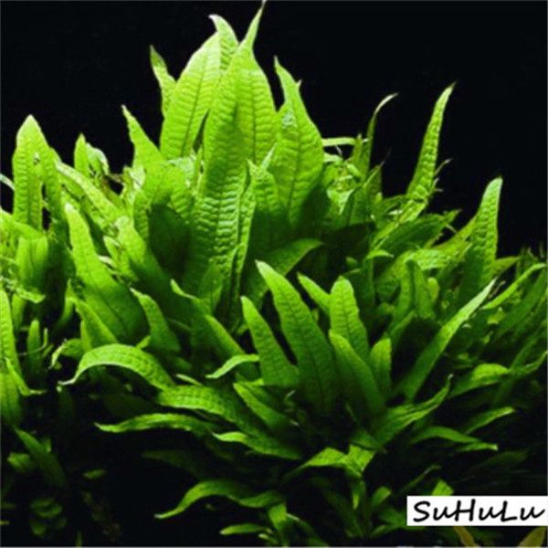 Outros Acessórios Jardim zhang514518137
Outros Acessórios Jardim zhang514518137