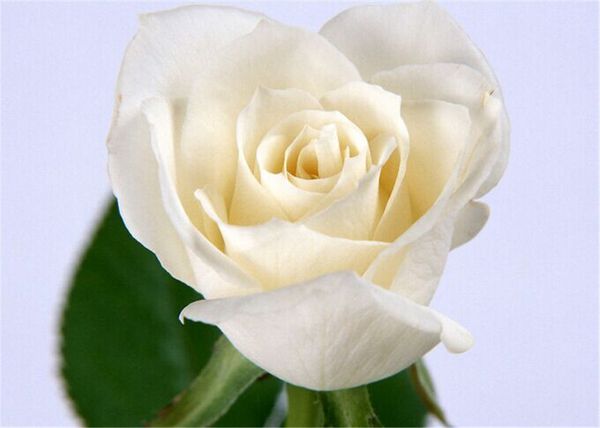 white rose seeds *50 pieces seeds per package new arrival ombre charming garden plants (2bag/pack
white rose seeds *50 pieces seeds per package new arrival ombre charming garden plants (2bag/pack