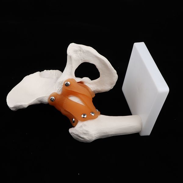 1:1 lifesize anatomical human hip joint with femur & ligament model - skeleton anatomy lab supplies school study display kits
1:1 lifesize anatomical human hip joint with femur & ligament model - skeleton anatomy lab supplies school study display kits