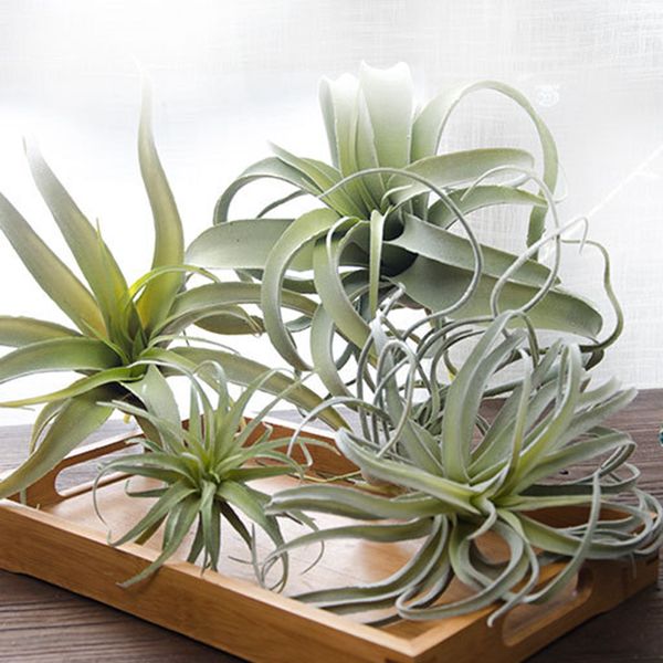 airplant bulbous cotton candy baby ocs fake artificial tillandsia capitata stepylla usneoid like real succulent plant
airplant bulbous cotton candy baby ocs fake artificial tillandsia capitata stepylla usneoid like real succulent plant