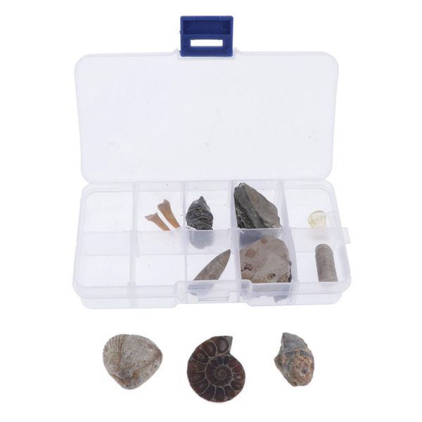 10 pieces mineral stone amber fossils - archaeology science toy for kids adults home collection display
10 pieces mineral stone amber fossils - archaeology science toy for kids adults home collection display
