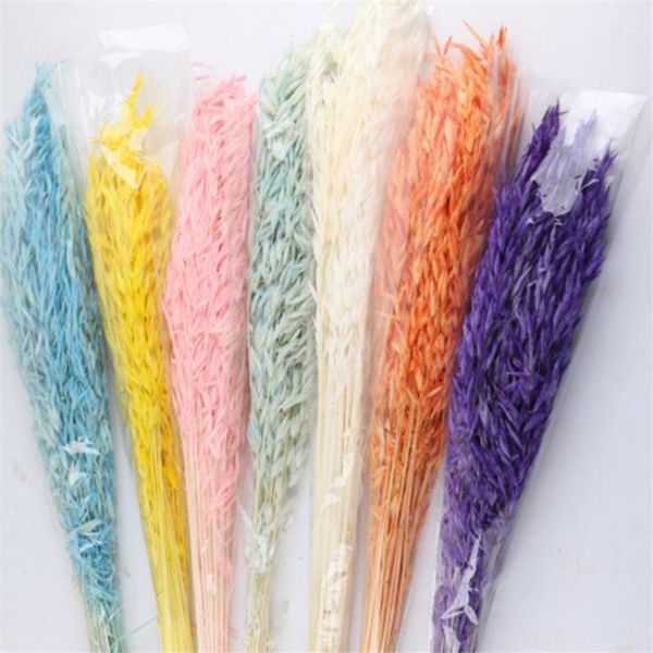 about 30cm 100% natural true dried oat flowers wedding party decoration home garden decor dreaming flowers
about 30cm 100% natural true dried oat flowers wedding party decoration home garden decor dreaming flowers