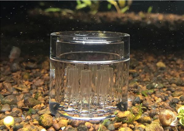 8 hole snail trap transparent leech vivarium planarian pest catch pen red bee shrimp worm bait feeding box aquarium cleaner tool
8 hole snail trap transparent leech vivarium planarian pest catch pen red bee shrimp worm bait feeding box aquarium cleaner tool