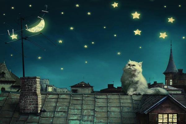 кошка на крыше night stars в sky mural rolls 3d обоев для стены livingroom для фото живопись моды household
кошка на крыше night stars в sky mural rolls 3d обоев для стены livingroom для фото живопись моды household