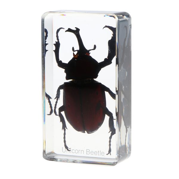 insect specimen paperweight collection gift - rhinoceros beetlechildren baby play supplies
insect specimen paperweight collection gift - rhinoceros beetlechildren baby play supplies
