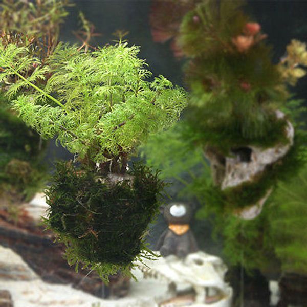 1 pc unique aquarium crude pumice stone decoration ornament landscape suspension fish aquatic pet products
1 pc unique aquarium crude pumice stone decoration ornament landscape suspension fish aquatic pet products