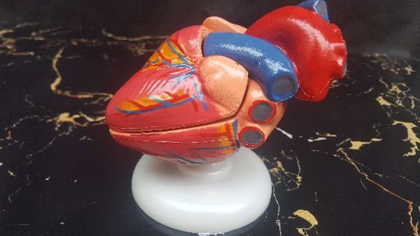 1:1 life size medicine model gastrointestinal vintage human heart model internal anatomical model heart of hunman educational toys
1:1 life size medicine model gastrointestinal vintage human heart model internal anatomical model heart of hunman educational toys