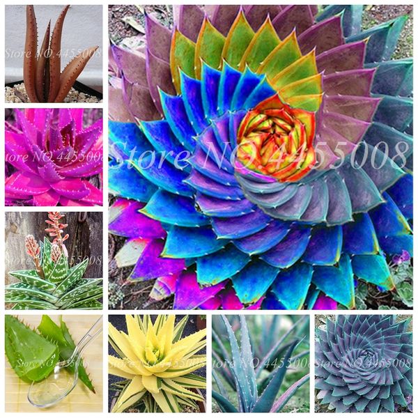 sale 200 pcs seeds rainbow aloe bonsai mixed excellent succulent plants aloe vera plant succulentas rare flower home garden bonsai
sale 200 pcs seeds rainbow aloe bonsai mixed excellent succulent plants aloe vera plant succulentas rare flower home garden bonsai