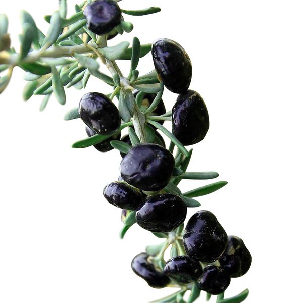 Wild black wolfberry seedlings black wolfberry seedlings seabuckthorn fruit seedlings wolfberry field planting other pot planting
Wild black wolfberry seedlings black wolfberry seedlings seabuckthorn fruit seedlings wolfberry field planting other pot planting
