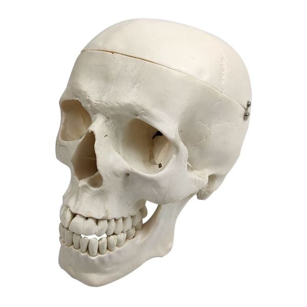 1:1 plastic skull head model simulation skeleton head medical skull art copy for halloween decor
1:1 plastic skull head model simulation skeleton head medical skull art copy for halloween decor