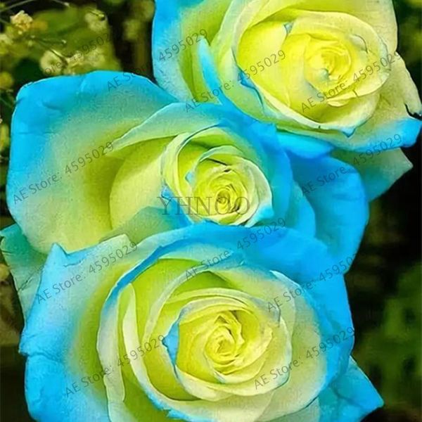 200 pcs rose flower petunia cockscomb hibiscus flower rosas bonsai for home garden, eustoma natural growth easy grow
200 pcs rose flower petunia cockscomb hibiscus flower rosas bonsai for home garden, eustoma natural growth easy grow