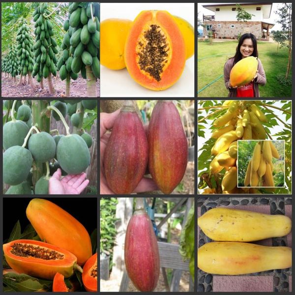 50pcs local farmer super sweet papaya fruit tree sementes real organic semillas
50pcs local farmer super sweet papaya fruit tree sementes real organic semillas