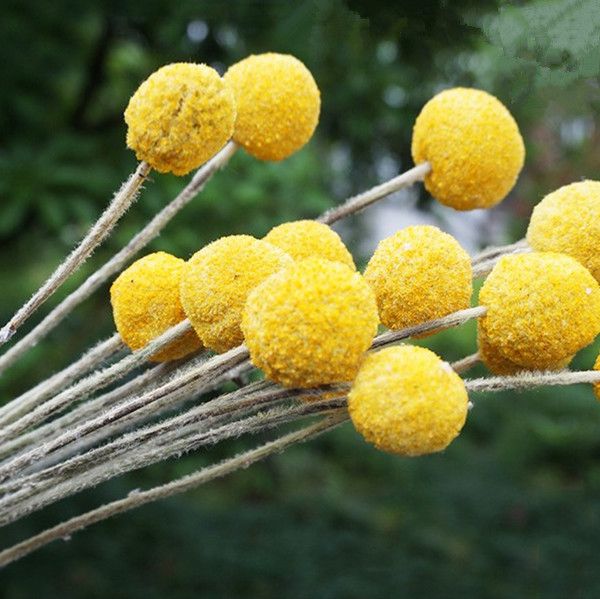 20pcs/1.5-2.5cm,length 25-30cm,tural fresh eternal craspedia bouquet,wedding party display flowers,home decor preserved flower
20pcs/1.5-2.5cm,length 25-30cm,tural fresh eternal craspedia bouquet,wedding party display flowers,home decor preserved flower