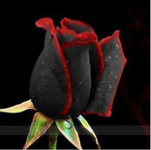 100pcs rare rose bonsai black rose flower with red edge rare rose flowers bonsai for garden bonsai planting
100pcs rare rose bonsai black rose flower with red edge rare rose flowers bonsai for garden bonsai planting