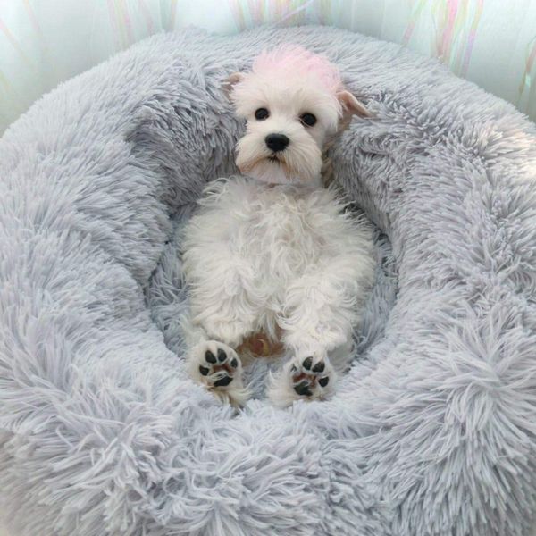 long plush super soft dog bed pet kennel round sleeping bag lounger cat house winter warm sofa basket for small medium large dog
long plush super soft dog bed pet kennel round sleeping bag lounger cat house winter warm sofa basket for small medium large dog