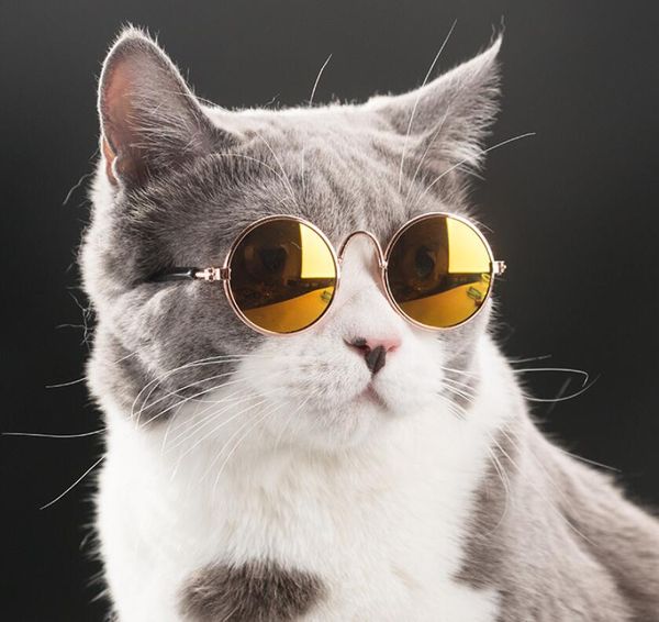 eyewear sun sunglasses for cat small dogs eyes fashion protection props puppy pet glasses ps kkcjx, Black
eyewear sun sunglasses for cat small dogs eyes fashion protection props puppy pet glasses ps kkcjx, Black