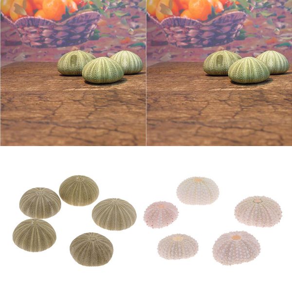 10pcs natural sea urchin - reptile box aquarium gardening decorations diy art craft ornament
10pcs natural sea urchin - reptile box aquarium gardening decorations diy art craft ornament