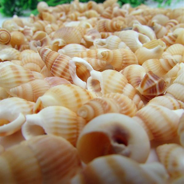100pcs natural conch shells aquarium decoration home for diy crafts or party decor natural sea beach shell conch seashells
100pcs natural conch shells aquarium decoration home for diy crafts or party decor natural sea beach shell conch seashells