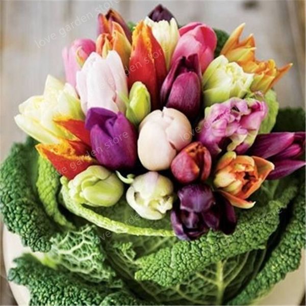 

100 шт Tulip Бонсай цветок тюльпана Красивый цветок Tulipanes завод для садовых растений (