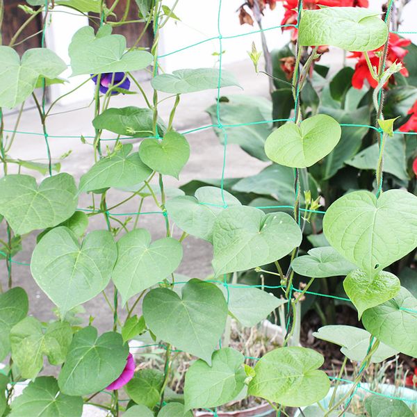 garden green nylon vegetable plant trellis netting support nets bean plant climbing grow fence anti-bird net
garden green nylon vegetable plant trellis netting support nets bean plant climbing grow fence anti-bird net
