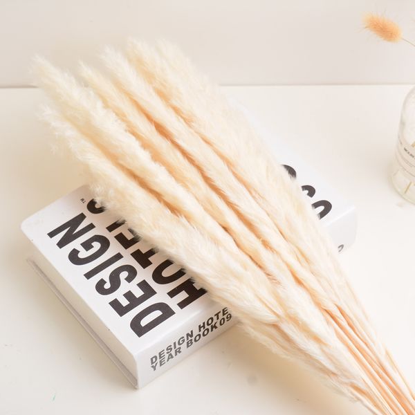 15pcs art natural dried pampas grass dye pampas reed plant flower wedding decorative bunch grasses for home cafe craft decor
15pcs art natural dried pampas grass dye pampas reed plant flower wedding decorative bunch grasses for home cafe craft decor