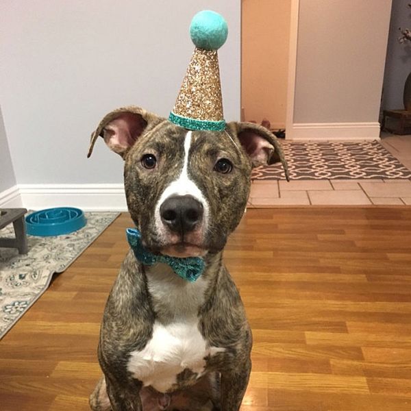 2pcs pet 1-year-old birthday hat dog cat party crown cap bowknot headwear accessory blue
2pcs pet 1-year-old birthday hat dog cat party crown cap bowknot headwear accessory blue