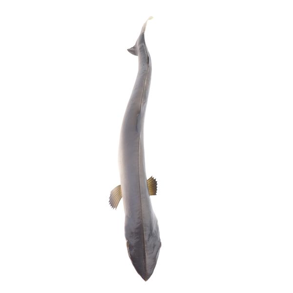 lifelike fake bait kit pet kitten cat fish toys for tank aquarium decor home party market display pgraphy show props
lifelike fake bait kit pet kitten cat fish toys for tank aquarium decor home party market display pgraphy show props
