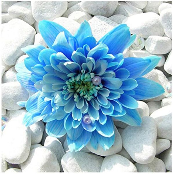 5d diamond painting for diy full drill diamond art kits round rhinestone embroidery by numbers blue flower
5d diamond painting for diy full drill diamond art kits round rhinestone embroidery by numbers blue flower