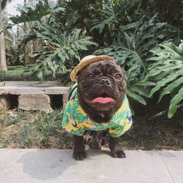 spot 2020 spring and summer new breathable pet shirt hawaiian style dog clothes flower shirt pet fashion brand
spot 2020 spring and summer new breathable pet shirt hawaiian style dog clothes flower shirt pet fashion brand