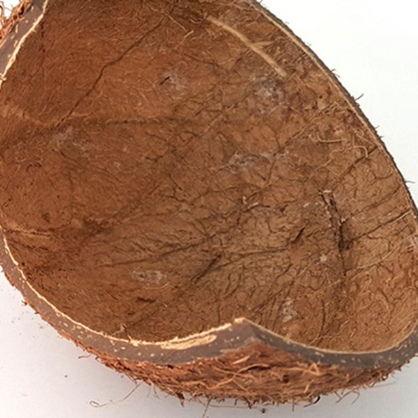 creative new natural coconut shells hide cave for tortoise scorpion lizard pet escape house reptile cave
creative new natural coconut shells hide cave for tortoise scorpion lizard pet escape house reptile cave