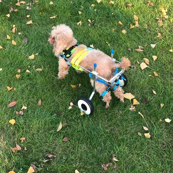 5 types cart pet wheelchair for handicapped hind legs small dog cat/doggie/puppy walk stainless steel xxs-l(xxs) small animal supplies
5 types cart pet wheelchair for handicapped hind legs small dog cat/doggie/puppy walk stainless steel xxs-l(xxs) small animal supplies