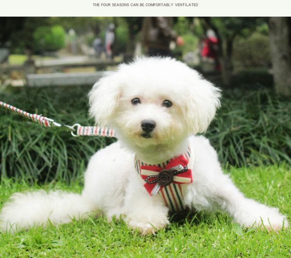 new pet chest strap with mesh breathable vest dog leash small dog and rope pet supplies have five colors are available
new pet chest strap with mesh breathable vest dog leash small dog and rope pet supplies have five colors are available