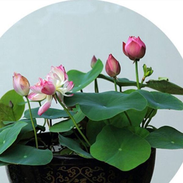 20шт мини чаша лотосов для садоводства украшения летнего бонсай
20шт мини чаша лотосов для садоводства украшения летнего бонсай