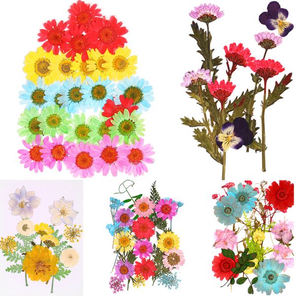 popular preserved flower mini dried flowers small home decoration pressed flowers diy 25pcs/bag
popular preserved flower mini dried flowers small home decoration pressed flowers diy 25pcs/bag